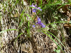 Iris uniflora