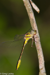Phanogomphus cavillaris