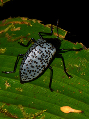 Cypherotylus impressopunctatus