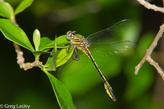 Phanogomphus cavillaris