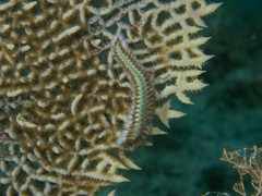 Hermodice carunculata