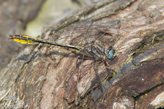 Phanogomphus cavillaris