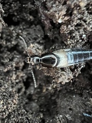 Philonthus sericinus