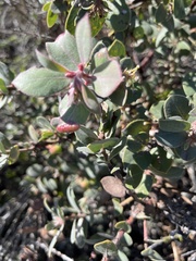Arctostaphylos morroensis