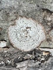 Dentocorticium portoricense