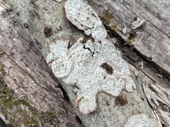 Dentocorticium portoricense