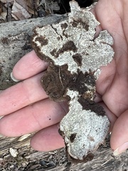 Dentocorticium portoricense