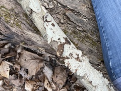 Dentocorticium portoricense