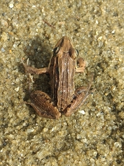 Leptodactylus latrans