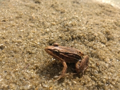 Leptodactylus latrans