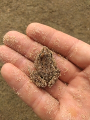 Leptodactylus latrans