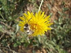 Eucera nigrilabris