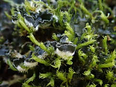 Leptochidium albociliatum