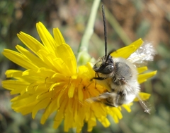 Eucera nigrilabris