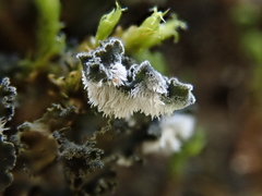 Leptochidium albociliatum