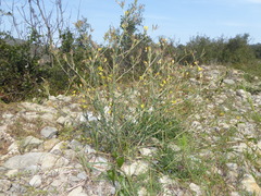 Lactuca viminea ramosissima