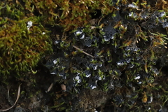 Leptochidium albociliatum