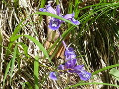 Iris uniflora