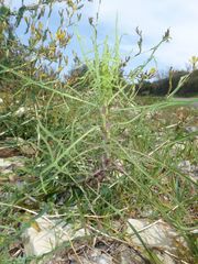 Lactuca viminea ramosissima