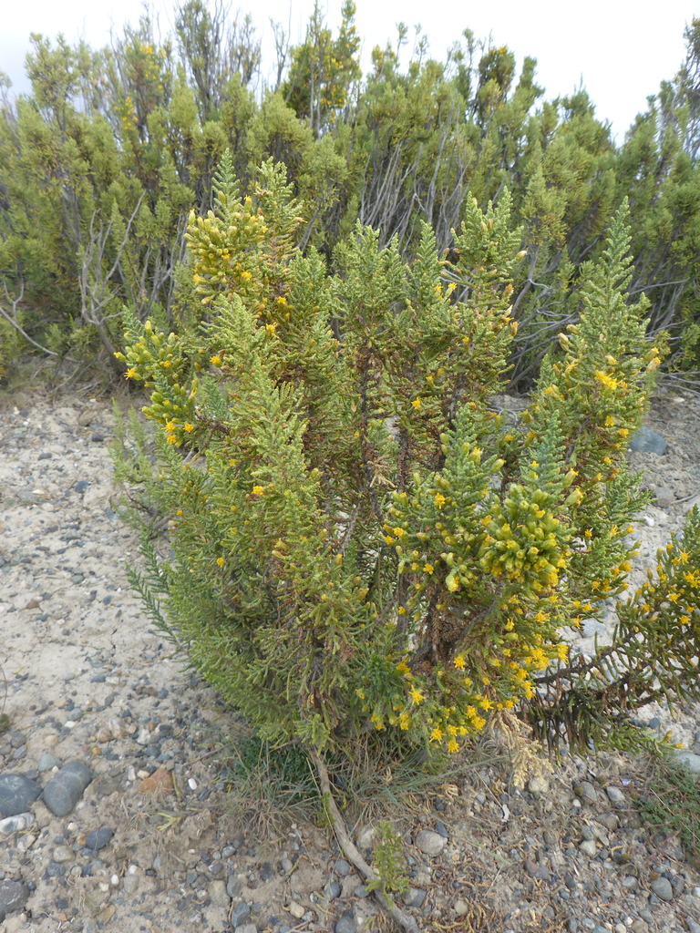 Lepidophyllum