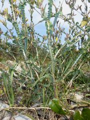 Lactuca viminea ramosissima