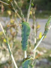 Lactuca viminea ramosissima