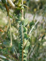 Lactuca viminea ramosissima