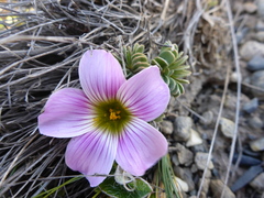 Oxalis enneaphylla