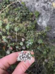 Valeriana microphylla