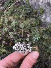 Valeriana microphylla