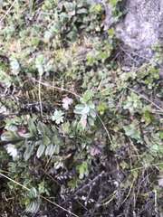 Valeriana microphylla