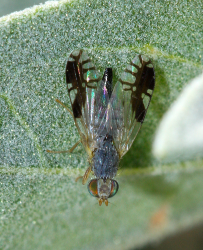 Trupanea nigricornis