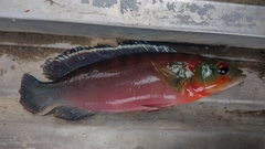 Crenicichla lugubris