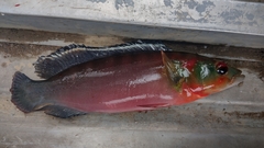 Crenicichla lugubris