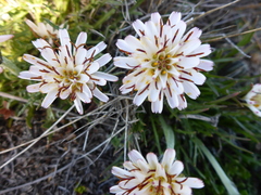 Hypochaeris incana