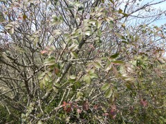 Pistacia × saportae