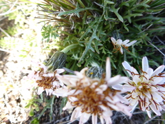 Hypochaeris incana