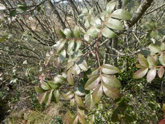 Pistacia × saportae