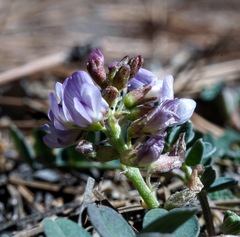 Astragalus cobrensis