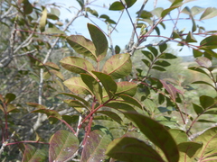 Pistacia × saportae