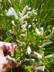 Erica perspicua perspicua