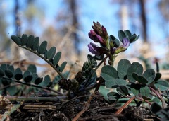 Astragalus cobrensis