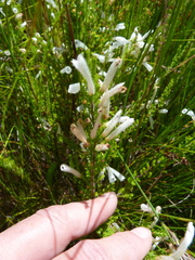 Erica perspicua perspicua
