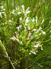 Erica perspicua perspicua