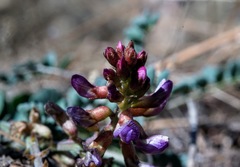 Astragalus cobrensis