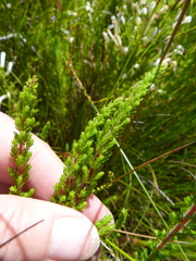 Erica perspicua perspicua