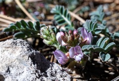 Astragalus cobrensis