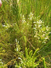 Erica perspicua perspicua