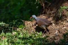 Crypturellus tataupa