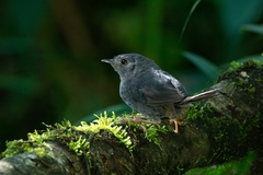 Scytalopus petrophilus